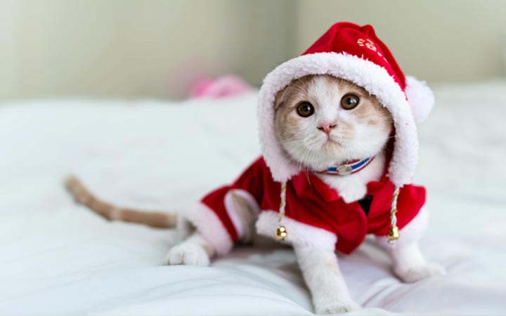 Scottish Fold kitten wearing a Santa costume.