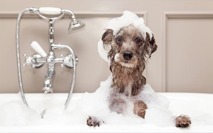 Terrier in a bath tub covered in bubbles