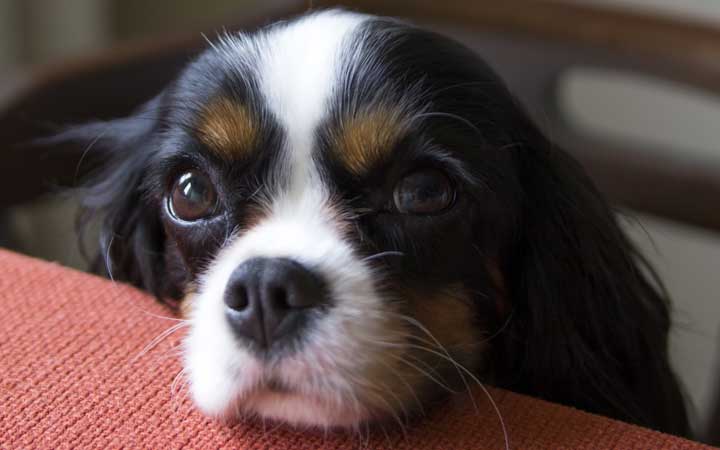 Busting Bad Dog Behavior Begging Pet Facts Blog