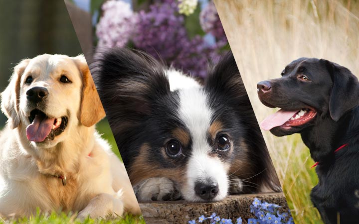 best dogs for beginners