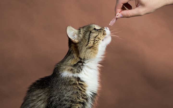 Teaching Your Cat A New Trick Pet Facts