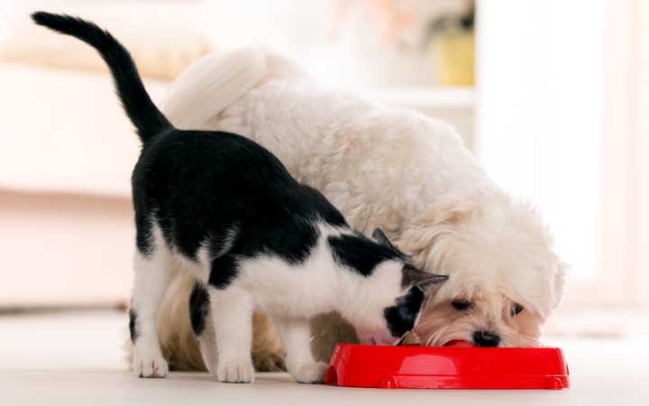 A small white dog and white and black spotted cat eating from a dish.