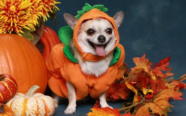A cute chihuahua dog dressed as a pumpkin for Halloween sitting with fall decorations.