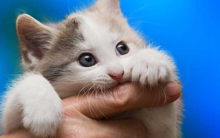 Busting Bad Cat Behavior Playing Rough Pet Facts
