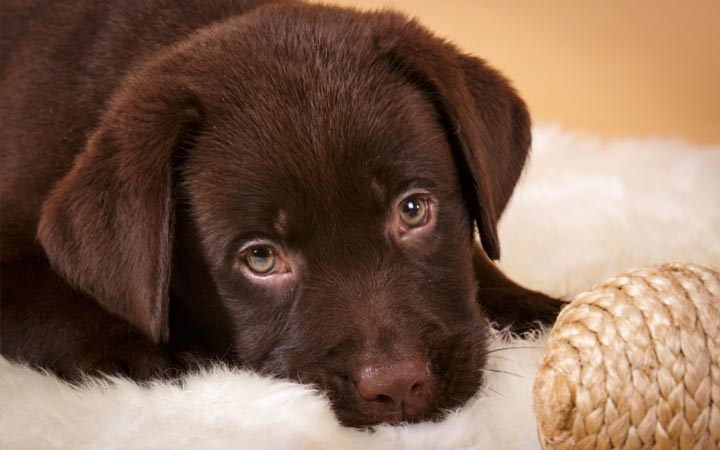 A dog chewing on a shoe.