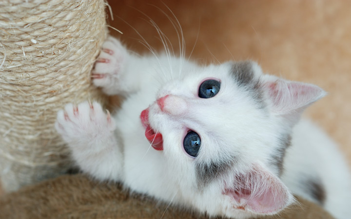 A cute kitten using a vertical scratching post.