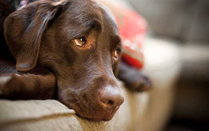 A sad chocolate lab missing his owner