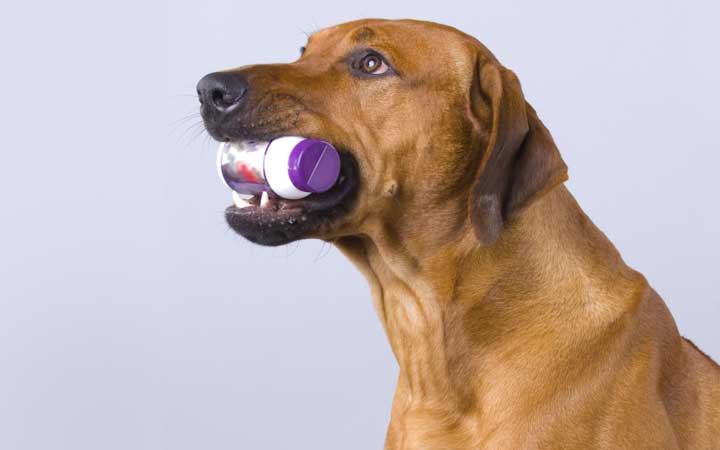 A sleek, brown dog holding a vitamin bottle in its mouth.