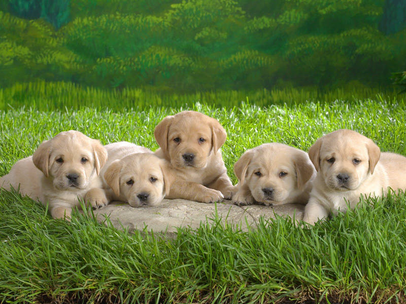 Lab puppies in green grass