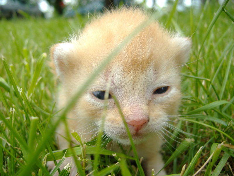 Newborn kitten in green grass