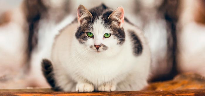 Overweight cat photo.