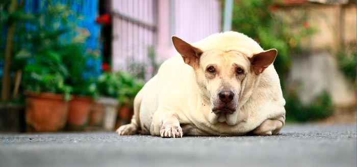 Obese Lethargic Dog Photo