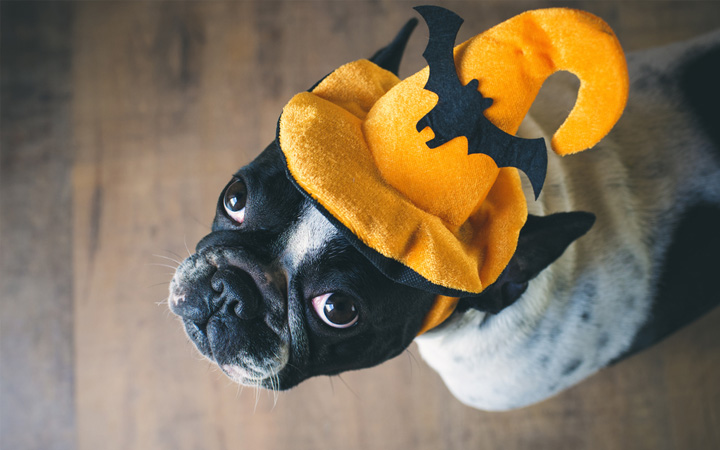 French Bulldog in halloween costume