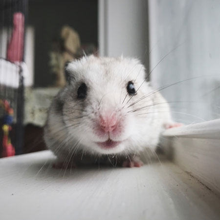 Hamster close up