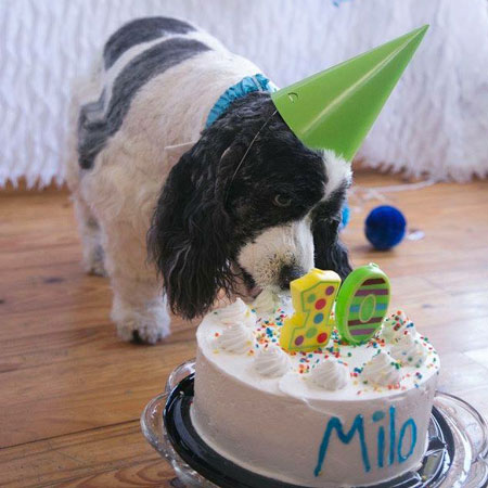 Older dog enjoying birthday cake