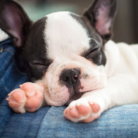 Puppy asleep in his owner's lap