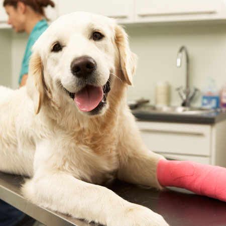 Dog at Manley Animal Hospital receiving treatment for broken leg
