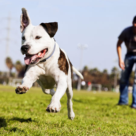 Dog jumping to catch a ball