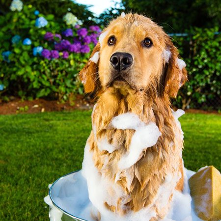 Golden retriever getting a bath