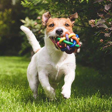 Dog running back with a ball