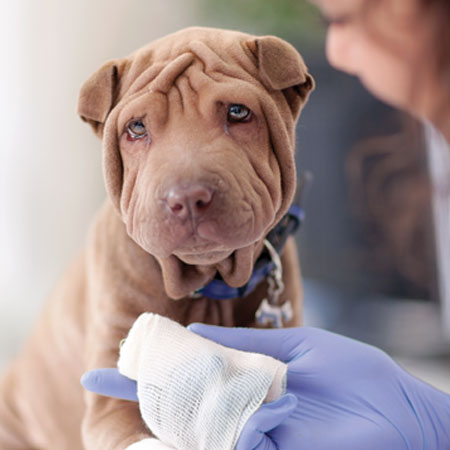 Veterinarian bandaging a dog's paw