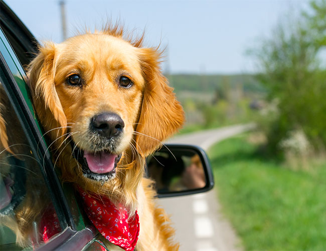 A dog enjoying the car ride to their next destination